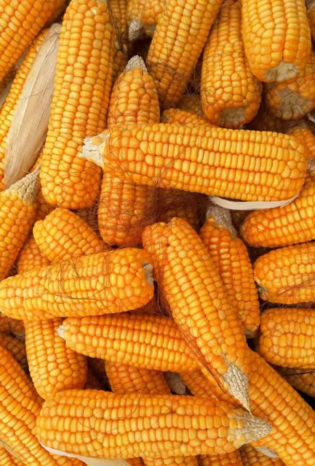 Спирт ректификованный